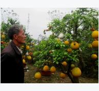 Hà Nội: Thu hàng trăm triệu từ việc ghép “cây ngũ quả”
