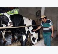 Thu tiền tỷ mỗi năm từ nuôi bò sữa