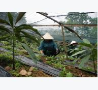 Người sở hữu vườn dược liệu hữu cơ đầu tiên ở Việt Nam