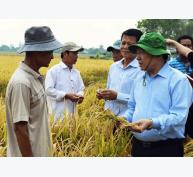 Lúa hữu cơ được bao tiêu, nông dân vững tâm trồng