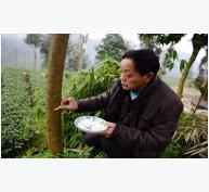 Nông dân Trung Quốc bón cơm cho cây để tăng năng suất