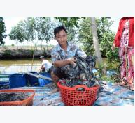 Tôm càng xanh “cứu” lúa ở Vĩnh Thuận