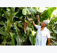 Lão nông xuất sắc Việt Nam hiến kế giải cứu chuối ế