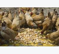 Giá thịt gà Trung Quốc hạ kỷ lục vì dịch cúm gia cầm