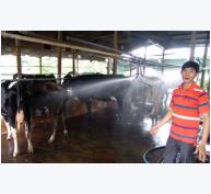 TP.Hồ Chí Minh mạnh tay “thay máu” đàn bò sữa