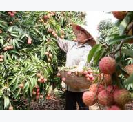 Trái cây Việt 'một đổi một' với trái cây Mỹ
