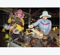 Lại xuất hiện trò bẩn hại nhà nông: Nhổ dưa, cho gà ăn thuốc chuột?