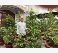 Thành phố Hồ Chí Minh: Thoả mãn đam mê với nghề trồng mai ghép