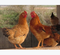 25 căn bệnh phổ biến của gà, cách nhận biết, phòng và điều trị - Phần 4