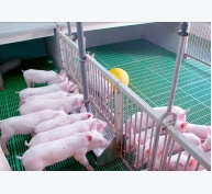 Chuyện cách mạng 4.0 trong chăn nuôi lợn của 