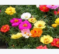 Kỹ thuật trồng cây hoa Mười giờ Mỹ nhiều màu đẹp lung linh