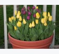 Kỹ thuật trồng hoa Tulip trong chậu cho không gian nhà ngập tràn sắc màu