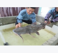 Kỹ thuật nuôi cá chiên trong lồng cho người dân phát tài