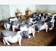 Kỹ thuật nuôi lợn Móng Cái mang lại hiệu quả kinh tế cao