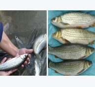 Kỹ thuật nuôi, nhân giống cá rói lợi nhuận khủng giúp người nông dân 'đổi đời'