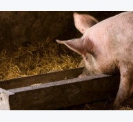 Bổ sung mannan oligosaccharide cho lợn nái ảnh hưởng đến phản ứng miễn dịch của lợn nái