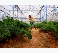 Thu nhập cao từ mô hình giống rau mới nhập nội - cải xoăn Kale