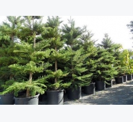 Kỹ thuật trồng và chăm sóc cây bách tán mang trường tồn cho gia chủ