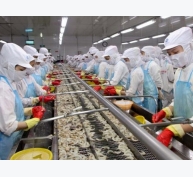 Việt Nam chủ yếu xuất khẩu tôm chân trắng sang Bỉ
