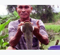 Nghệ An: Thoát nghèo nhờ nuôi cá leo