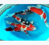 Kỹ thuật nuôi cá Koi Nhật Bản sang trọng, đẹp 'mê hồn'