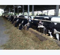 Điều chỉnh thức ăn chăn nuôi giảm phát thải khí nhà kính