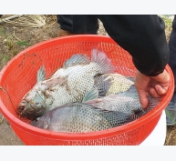 Hiệu quả nuôi cá rô phi VietGAP