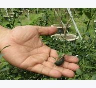 Chanh ngón tay - một giống mới, lạ đang phát triển tại Việt Nam