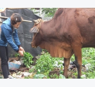 Kinh nghiệm nuôi bò sinh sản