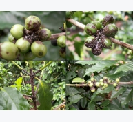 Phòng trừ sâu bệnh hại trong tái canh cây cà phê vối - Phần 2
