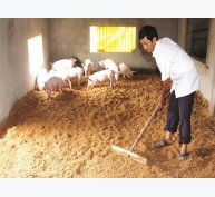 Sử dụng đệm lót sinh học trong chăn nuôi lợn