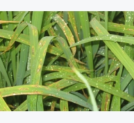 Bệnh đạo ôn hại lúa và cách trị hiệu quả