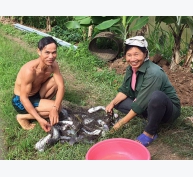 Hiệu quả mô hình nuôi cá nheo Mỹ tại Thanh Hóa