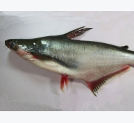 Natri betonic - Nguyên liệu trị bệnh mới trên cá da trơn