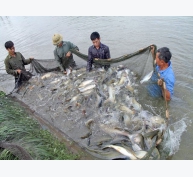 Hiệu quả từ mô hình nuôi cá trắm giòn tại Thái Hòa