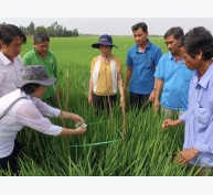 Quy chuẩn canh tác bền vững SRP cho lúa gạo Việt Nam