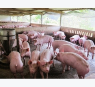 Giá lợn hơi ngày 22/2/2021 tại miền Bắc, Nam giảm, miền Trung ổn định