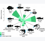 Các enzim có thể cải thiện hiệu quả việc sử dụng thức ăn chăn nuôi thủy sản như thế nào?
