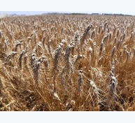 Xuất khẩu lúa mạch của Australia sang Trung Quốc bị hạn chế do thuế xuất khẩu tăng
