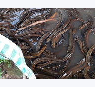 Cải tiến quy trình nuôi lươn thương phẩm