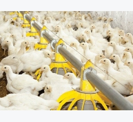 Giá thịt gà trên thế giới sẽ tiếp tục tăng trong năm 2022