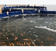 Hệ thống mô-đun khép kín nuôi cá rô phi lấy cảm hứng từ nuôi gia cầm