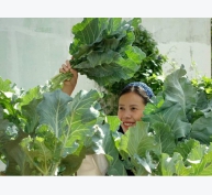 Bí quyết chăm cải kale dino trồng một lần ăn cả năm của mẹ đảm Đắk Lắk