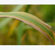 Quản lý bệnh hại lúa ở giai đoạn đòng trổ