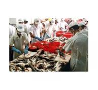  Hỗ Trợ 7,6 Tỷ Đồng Cho Chương Trình Chuỗi Cung Ứng Cá Tra