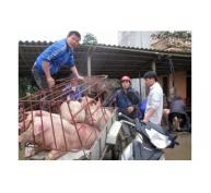 Trung Quốc Ngừng Nhập Thịt, Giá Lợn Giảm Nhanh