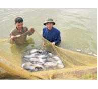 Triển Khai Nuôi Cá Rô Phi Đơn Tính Ở Bảo Lộc (Lâm Đồng)