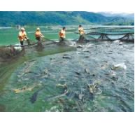 Giao 80ha Hồ Thuỷ Điện Đồng Nai 3 Cho Doanh Nghiệp Nuôi Cá Tầm