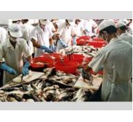 Cá Tra Việt Nam Bị “Đánh Úp”