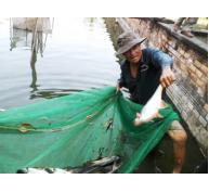 Triển Vọng Từ Mô Hình Nuôi Cá Nước Ngọt Tổng Hợp Ở Đức Hạnh (Bình Thuận)